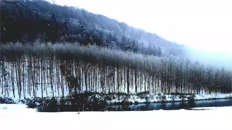 桑植县