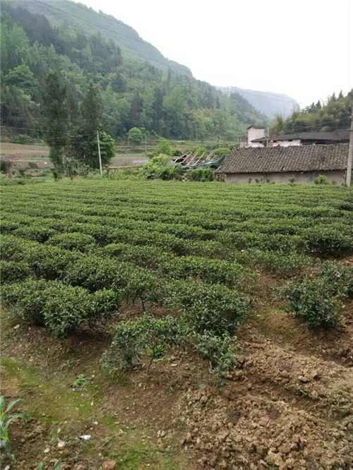 王家村