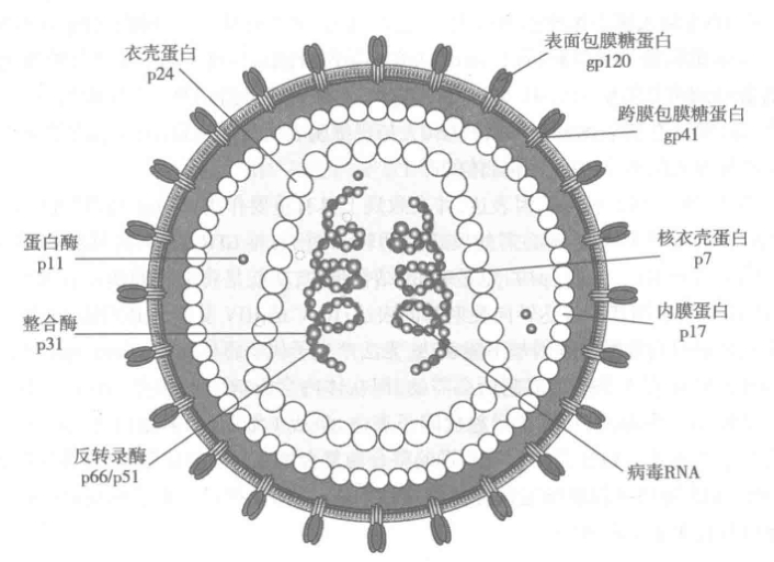 人类免疫缺陷病毒的结构示意图.jpeg