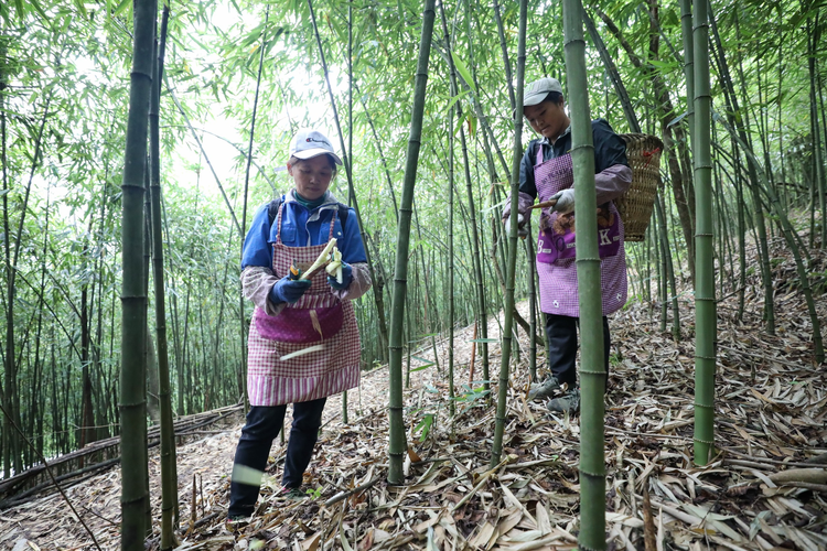中新社：贵州桐梓方竹笋进入采摘尾期