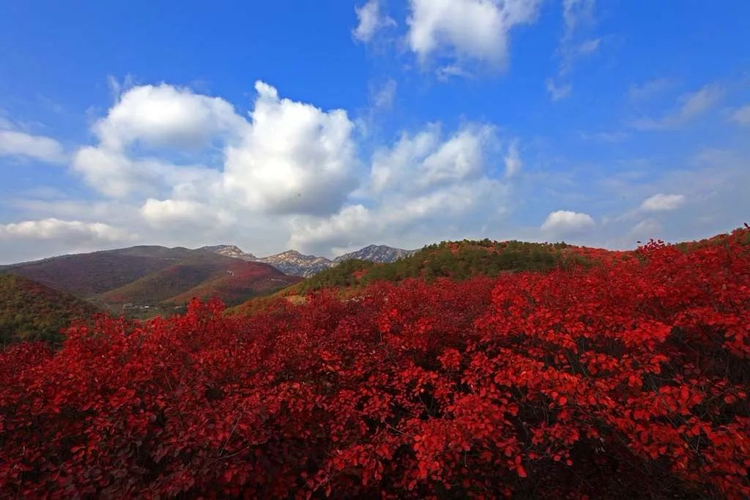 桐柏县