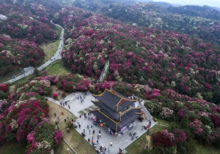 金坡岭.png