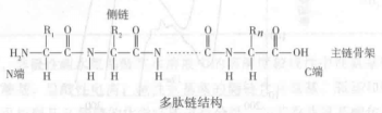 氨基酸