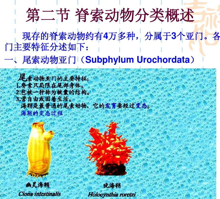 脊索动物分类