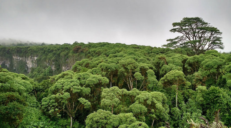 圣克鲁斯Los Gemelos地区的植被;显示原生鳞虫和入侵物种.png