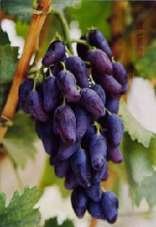 黑天鹅葡萄