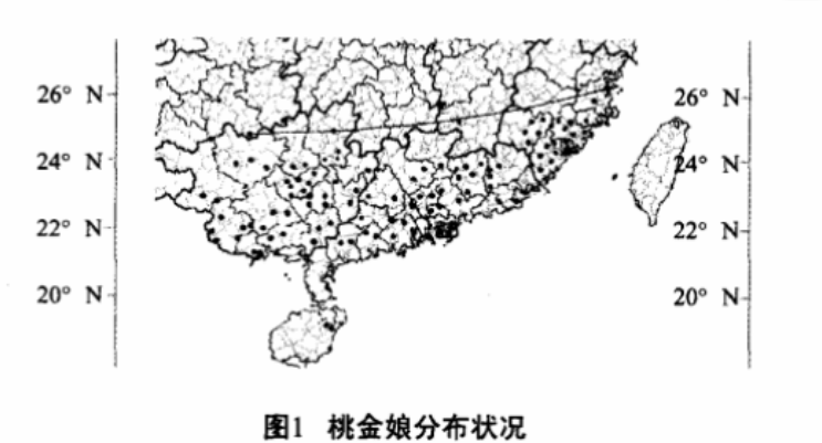 桃金娘