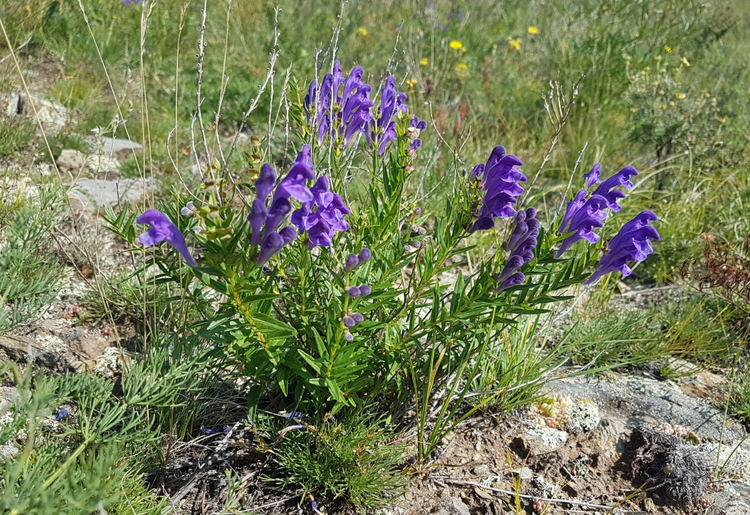 黄芩