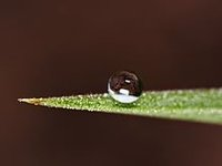 疏水性