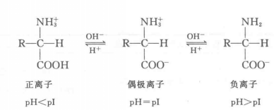 氨基酸