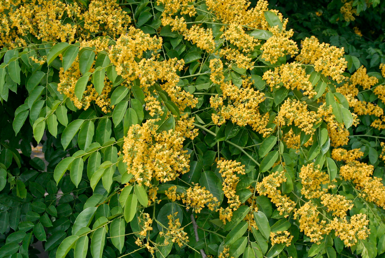大果紫檀的花.png
