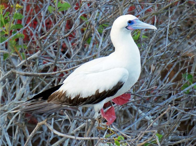 Red-footed Booby.jpeg