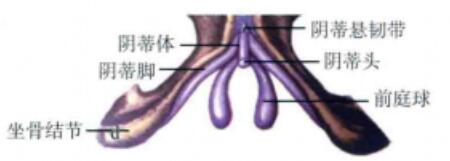 阴蒂