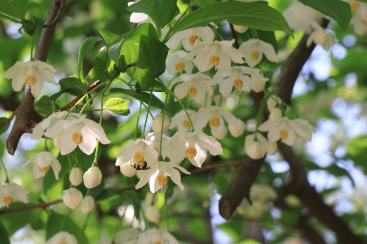 南京：中山植物园珍稀植物秤锤树 朵朵白花娇羞开