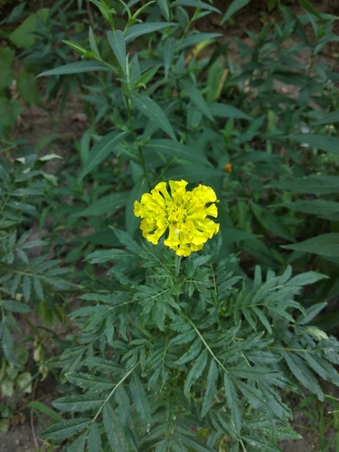 万寿菊