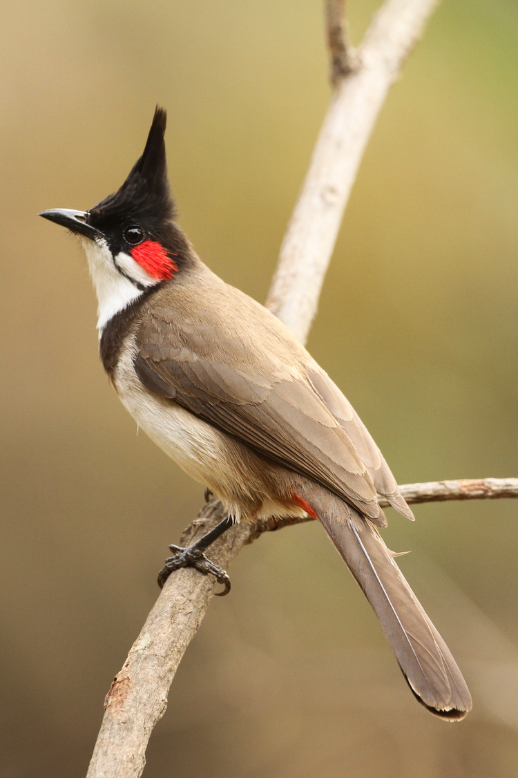 Red_whiskerd_bulbul_by_David_Raju_(cropped).jpeg