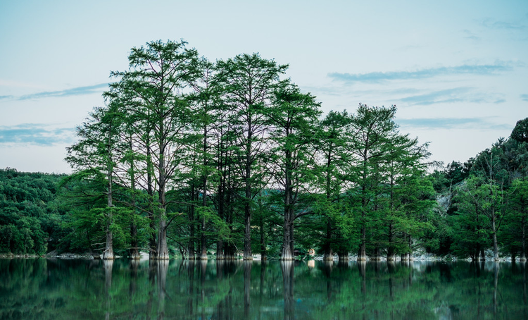 美丽的翠柏Beautiful green cypresses 