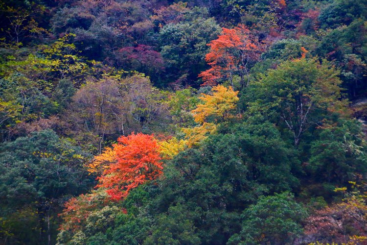 喇叭河
     摄自四川省天全县