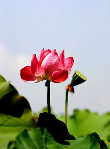 杨树昌