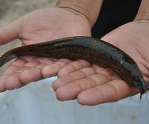 台湾泥鳅