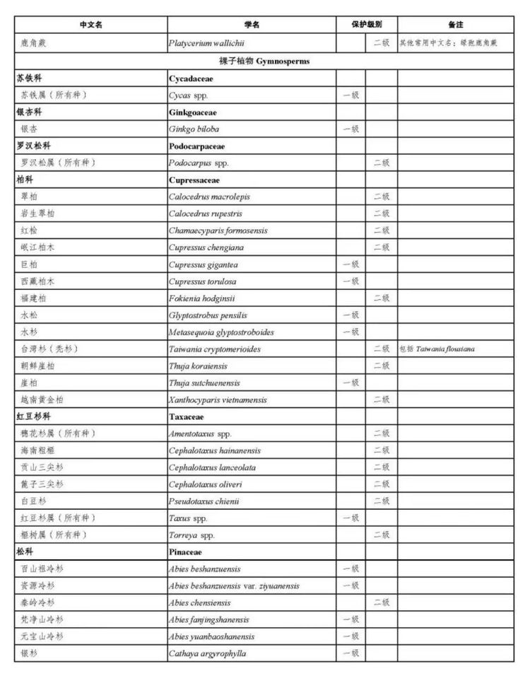 银杏