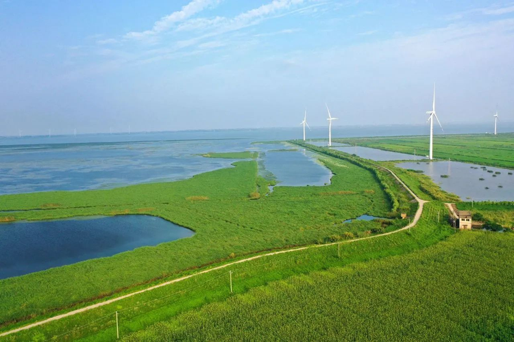 宿松华阳湿地.jpeg