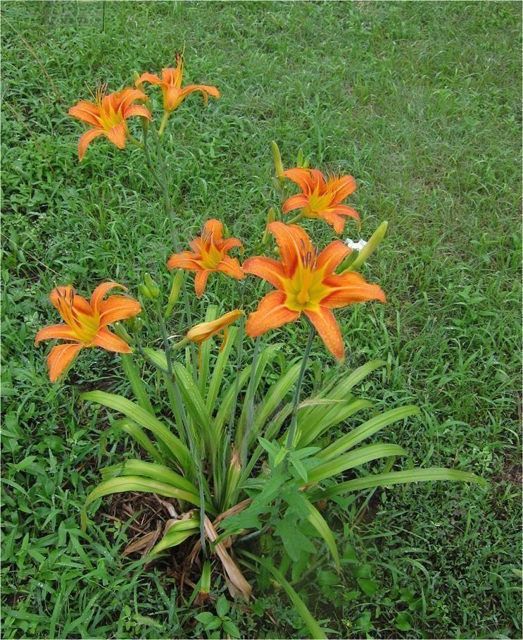 萱草