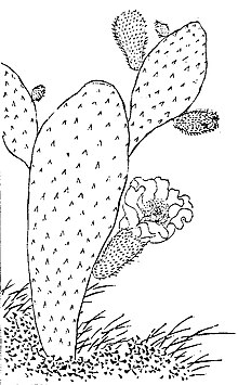 植物名實圖考·仙人掌.jpeg