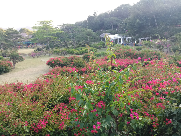 叶子花属
