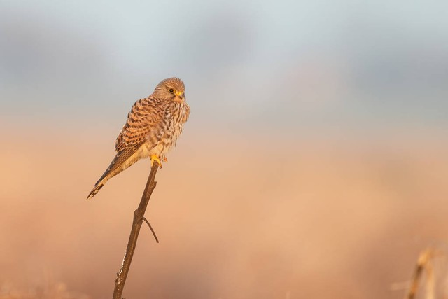 晚光下常见的红隼Common Kestrel in evening light.jpeg