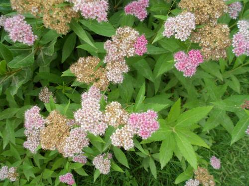 粉花绣线菊急尖叶变种