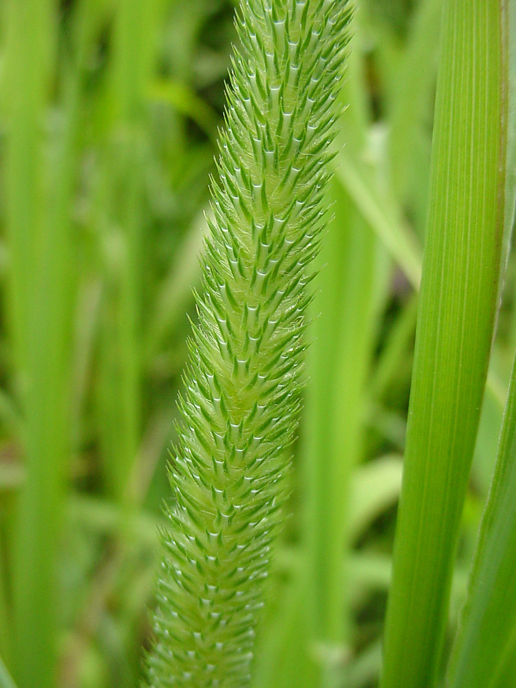 梯牧草