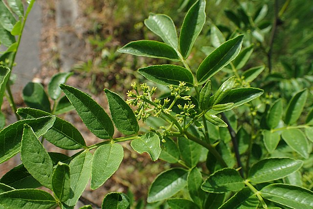 野花椒草图片