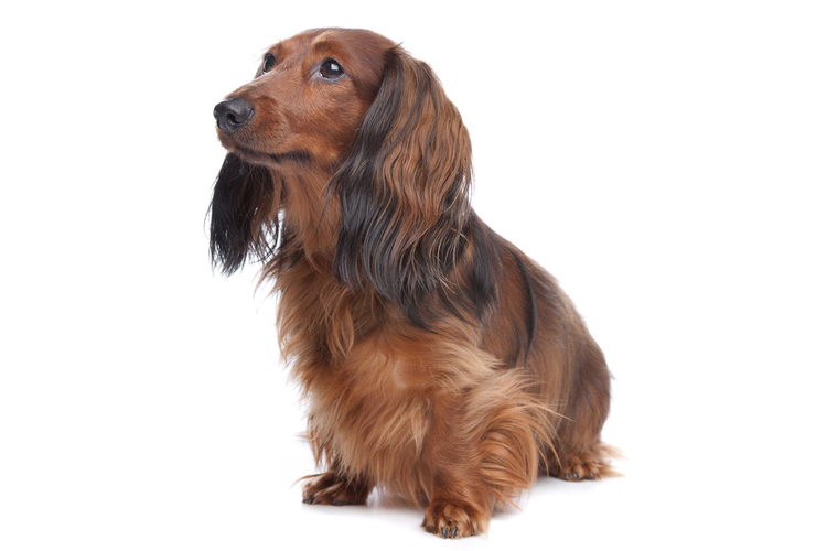 标准长毛腊肠犬Standard long haired Dachshund