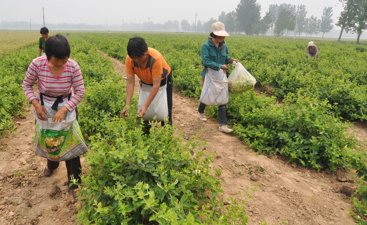 河南封丘：种植金银花 农民走上致富路