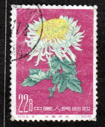 菊花