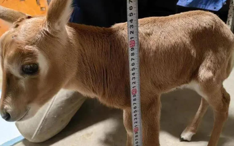 紫清湖野生动物世界