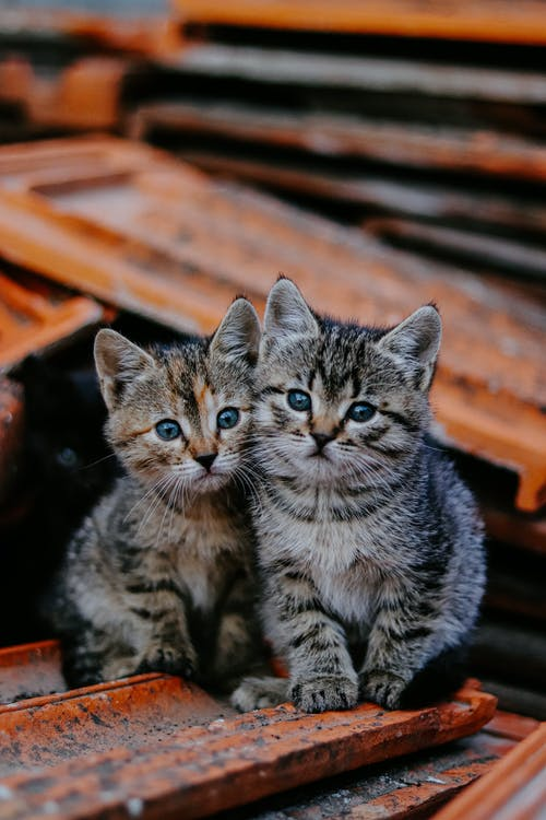 虎斑猫