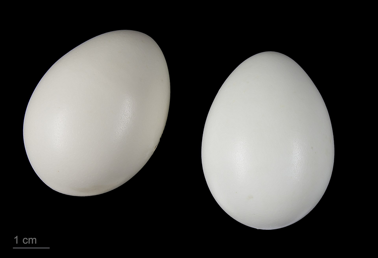 Syrmaticus_reevesii_MHNT.ZOO.2010.11.8.jpeg