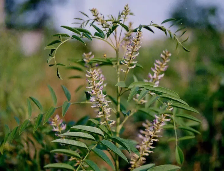 新疆维吾尔自治区