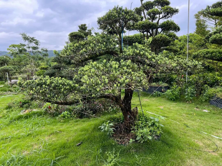 樟树市