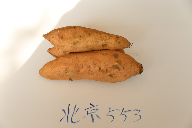 甘薯