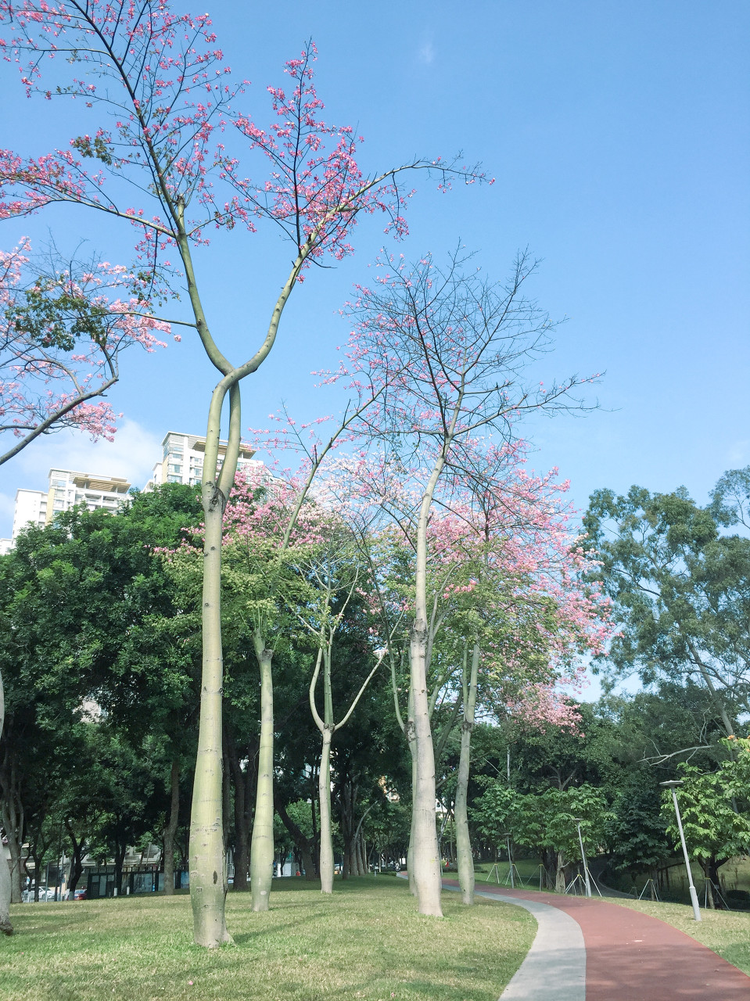 美丽异木棉