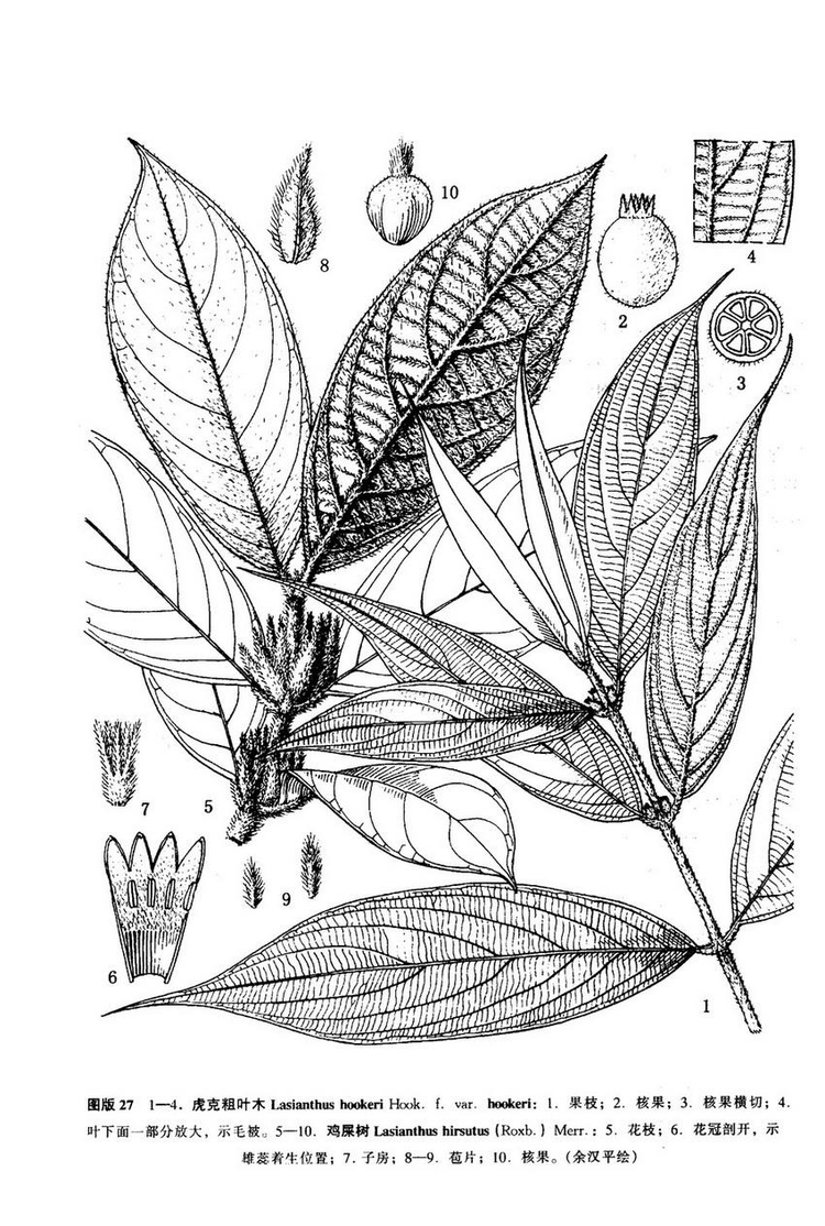 粗叶树