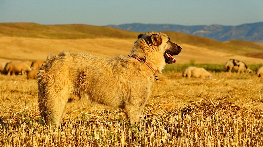 土耳其牧羊犬