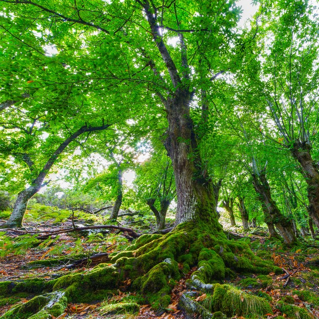 栗树根Chestnut tree roots