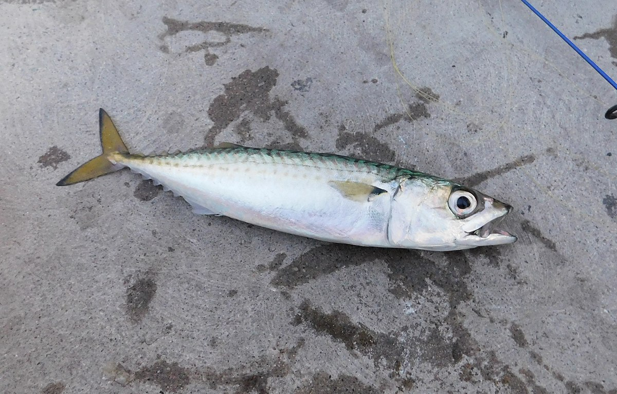 日本鲭