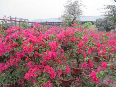 叶子花属
