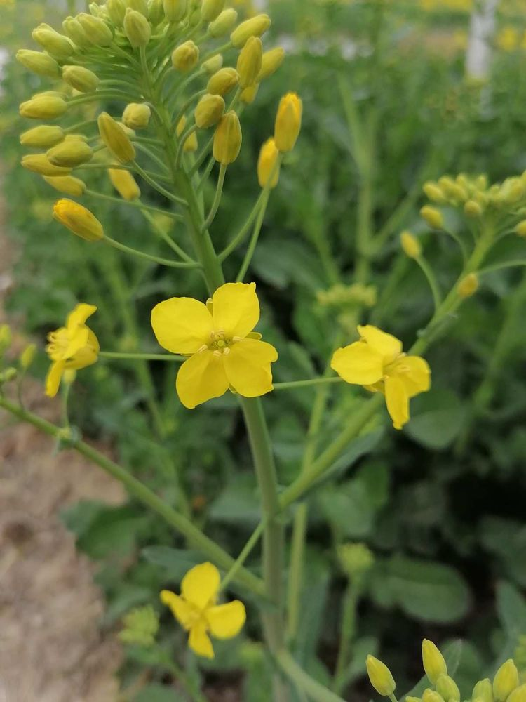 十字花科