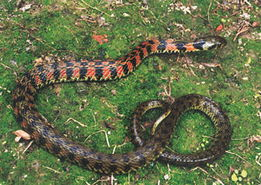 虎斑颈槽蛇台湾亚种